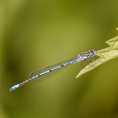 Kleinlibellen