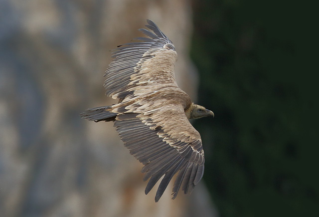 Gorges du Verdon - Vautour