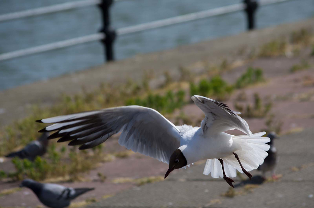 Flight photos (15)