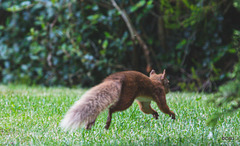 Red Squirrel - one of the resident family