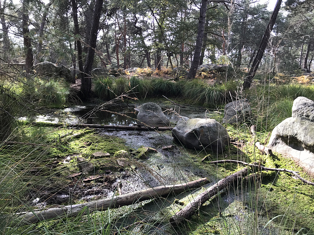 Sortie en forêt de Fontainebleau