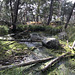 Sortie en forêt de Fontainebleau