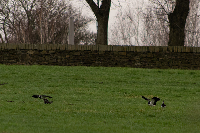 Lapwing near the Cemetery