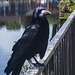 Carrion Crow