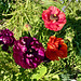 Raniculus2025