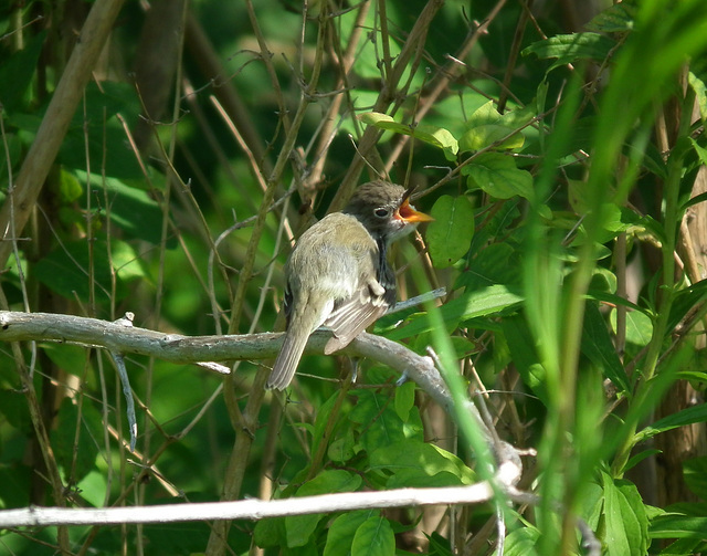 jeune moucherolle tchébec / young least flycatcher