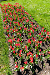 160414 Morges parc tulipes 0
