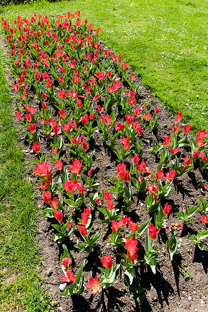 160414 Morges parc tulipes 0