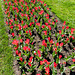 160414 Morges parc tulipes 0