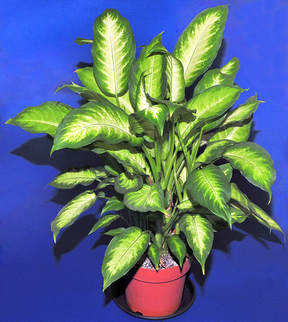 Dieffenbachia ("Dumb Cane").