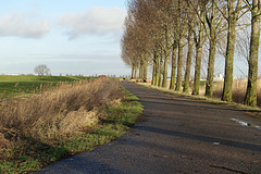 Konik paarden op het weggetje