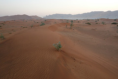 Sand Dunes In The Desert