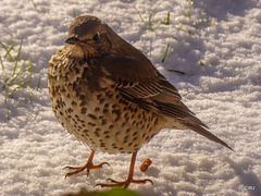 Mistle Thrush