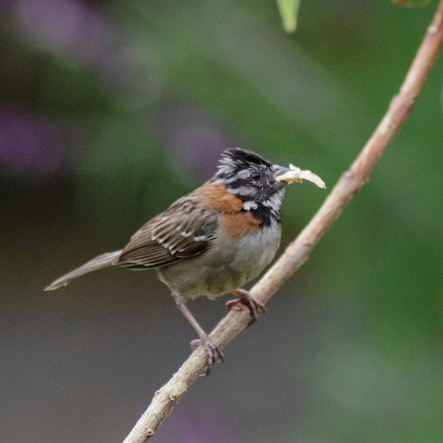 Rufous-collared Sparrow