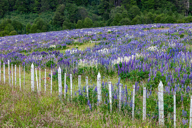 blue lupines carpet