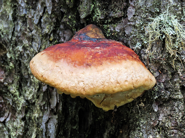 Red-belted Polypore with a few guttation droplets