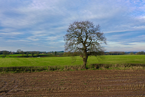 Lone tree from the air