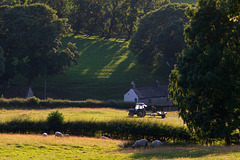 Jumbles Farm tractor evening light