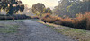 Summer morning at the wetlands