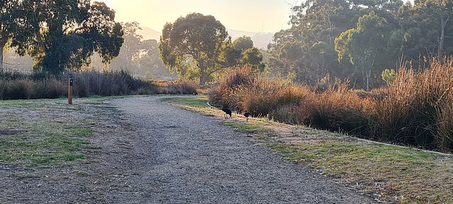 Summer morning at the wetlands