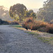 Summer morning at the wetlands