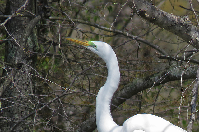 Great Egret in Breeding Plumage