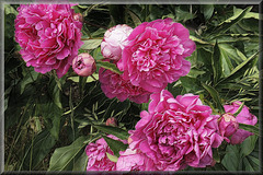 Paeonia