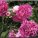 Paeonia