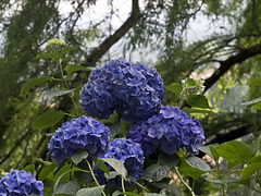 Hydrangeas from record