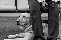 Young guide dog