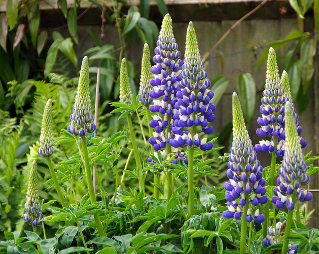 Lupins