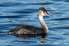 Juvenile Great Crested Grebe