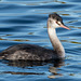 Juvenile Great Crested Grebe