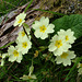 Primrose (Primula vulgaris),Letterewe 21st May 2005