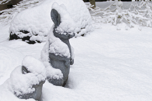 Cold Bunnies...