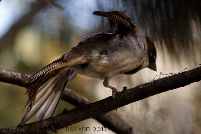 The acrobat bird