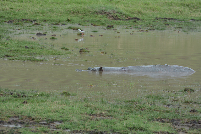 Ngorongoro, The Hippopotamus