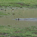 Ngorongoro, The Hippopotamus