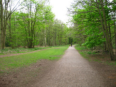 South Staffs Railway Walk passing through Himley Plantation towards Wombourne