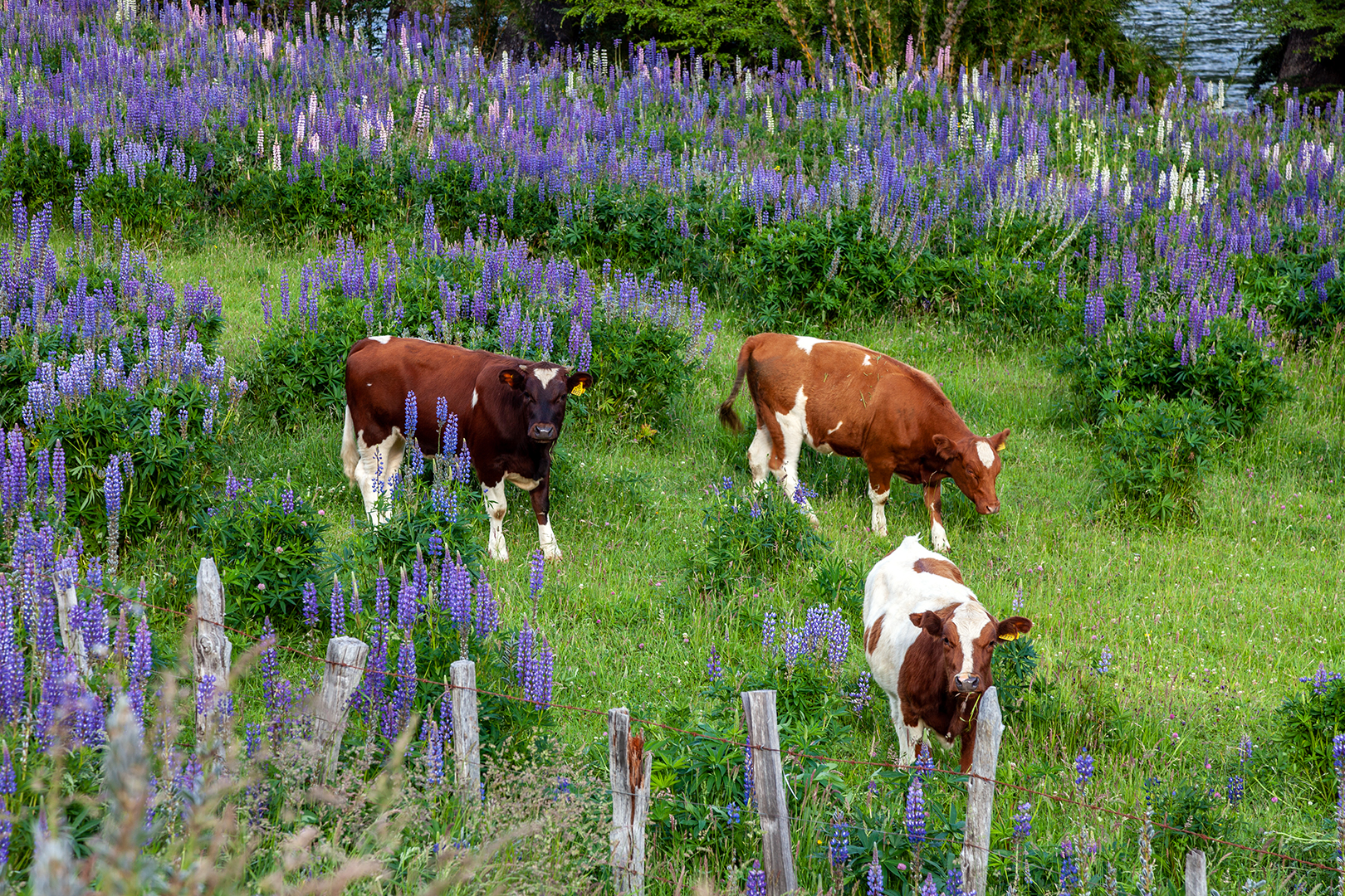 happy cattle - HFF!