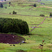 Pastures occupied by cattle