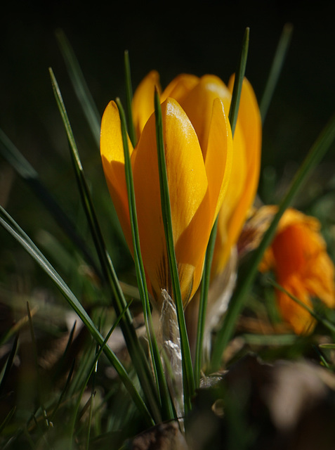 Was bereits im Februar im Garten blüht: