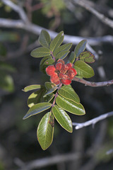 Evergreen Sumac