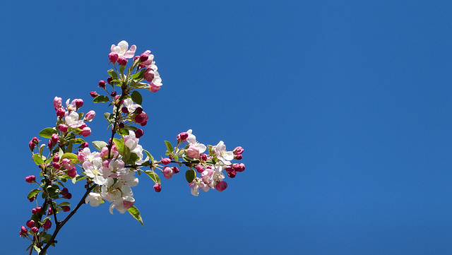 Holzapfel in voller Blüte