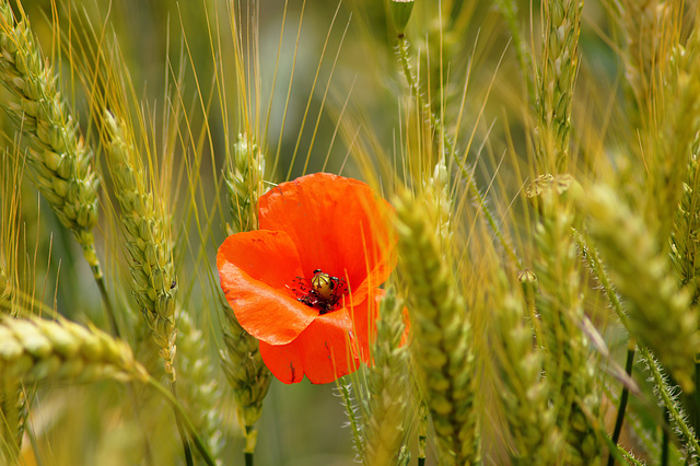 ... gentil coquelicot ...