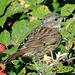 EOS 90D Peter Harriman 09 02 21 41550 juveDunnock dpp