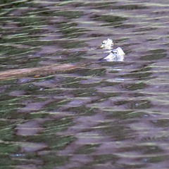 Synchronized swimming