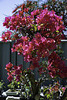 Back lit leaves on Red Flame  Bougainvillea