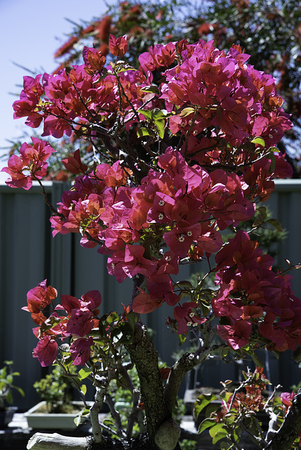 Back lit leaves on Red Flame  Bougainvillea