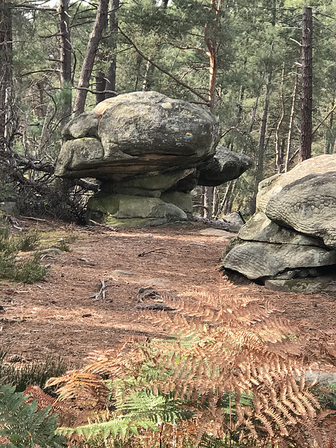 Sortie en forêt de Fontainebleau